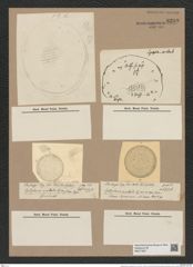 Stephanopyxis oculeata Grun. (de-Toni-Nr.: Genus 187, Species 4635) Zeichnungen Sammlung Grunow Nr. 8289 (NHMW-BOT-W0377687)